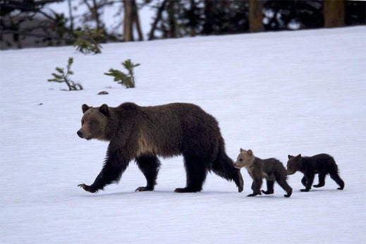 The Wapiti grizzly sow with her cubs in June, 2011